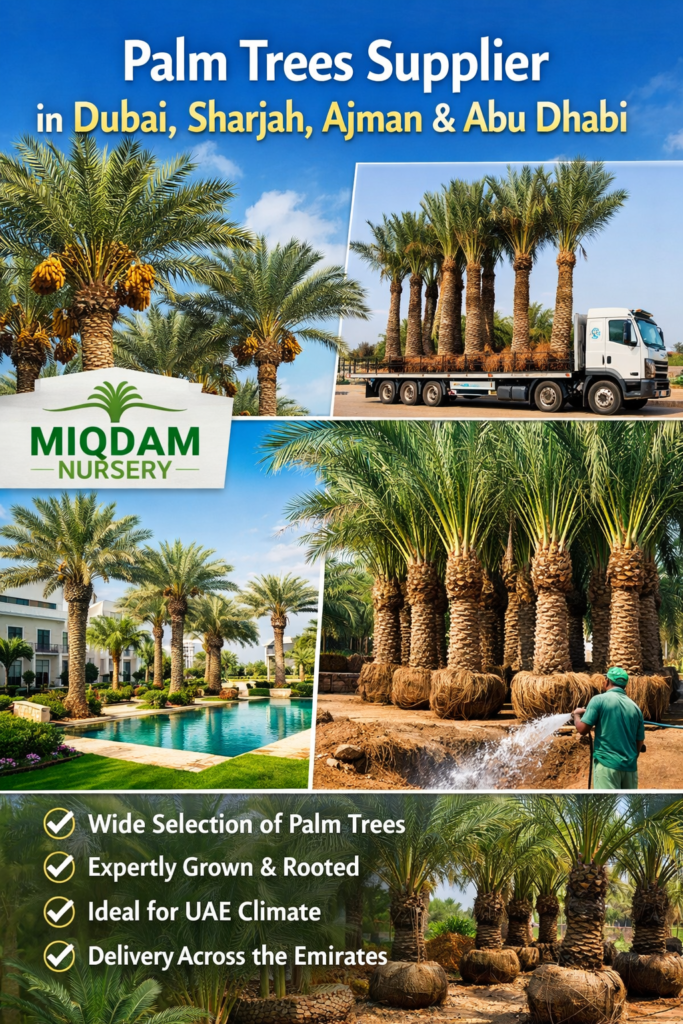 Palm Trees Supplier in Dubai