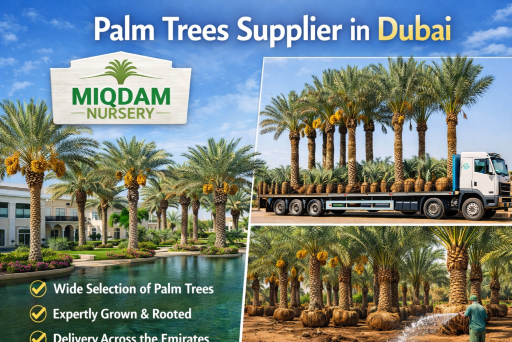 palm trees supplier in Dubai, Sharjah Ajman Abu Dhabi