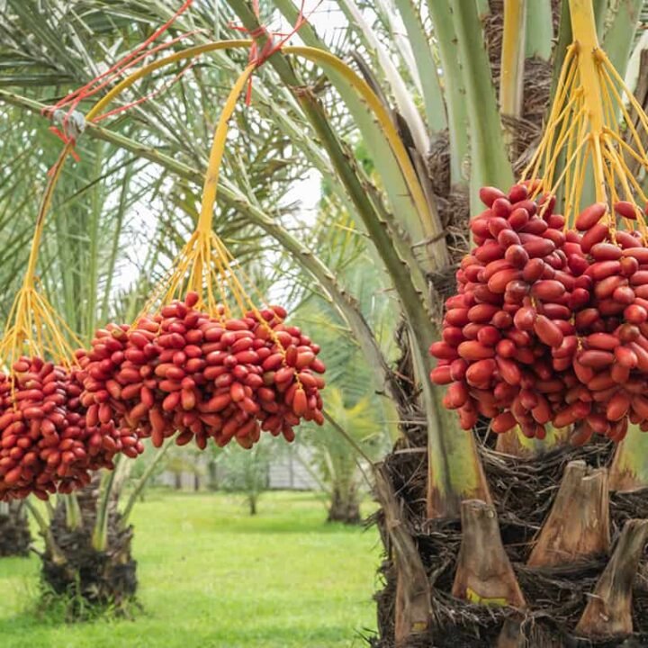 Date Palm Trees Supplier in Dubai, UAE