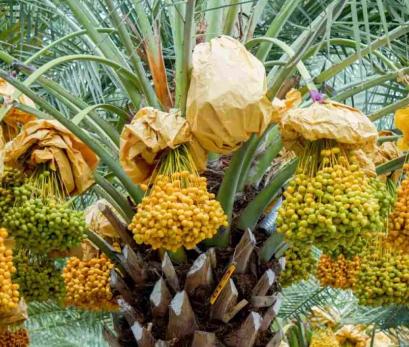 Date Palm Trees Supplier in Dubai, UAE