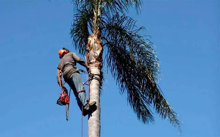 Cleaning Palm Trees in Dubai