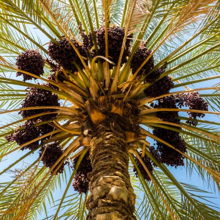 Date Palm Trees Supplier in Dubai, UAE