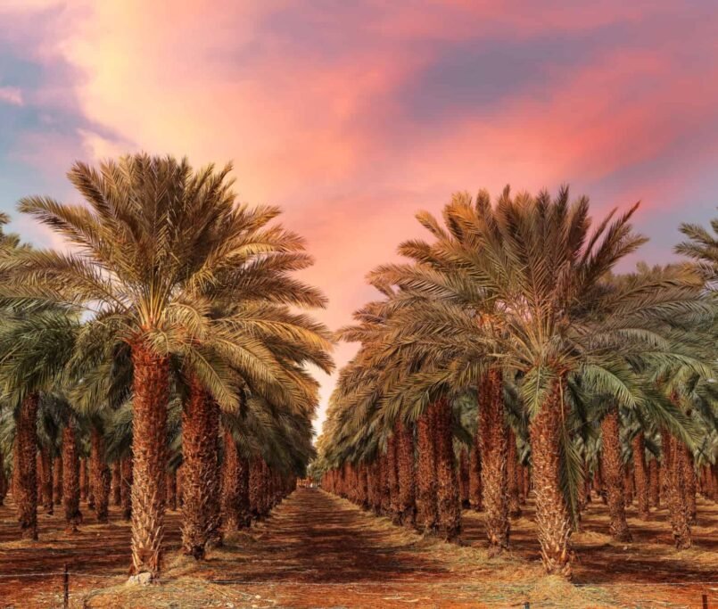 Date Palm Trees Supplier in Dubai, UAE