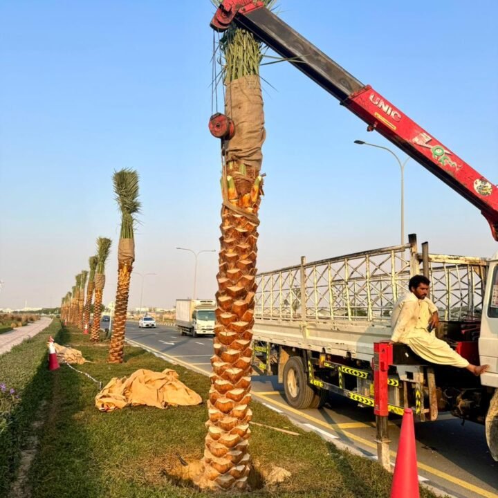 Washingtonia Palm Trees Supplier in Dubai, UAE