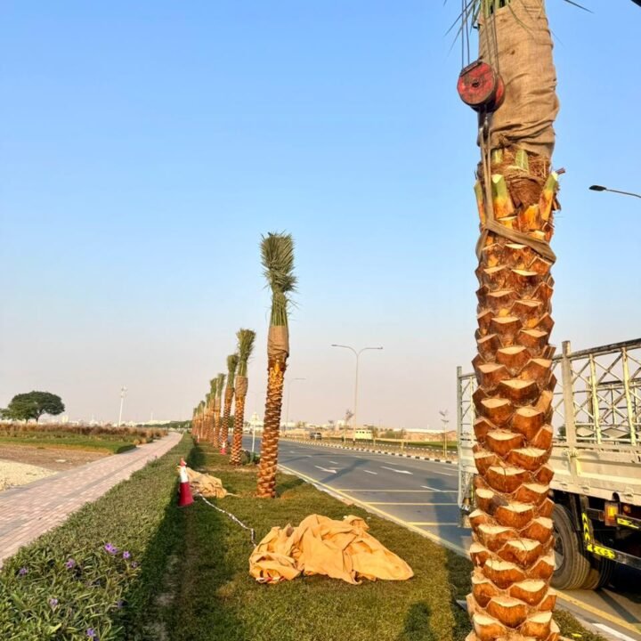Washingtonia Palm Trees Supplier in Dubai, UAE