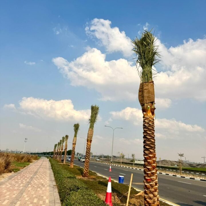 Washingtonia Palm Trees Supplier in Dubai, UAE