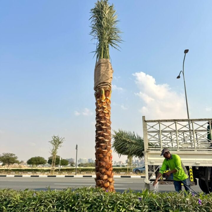 Washingtonia Palm Trees Supplier in Dubai, UAE