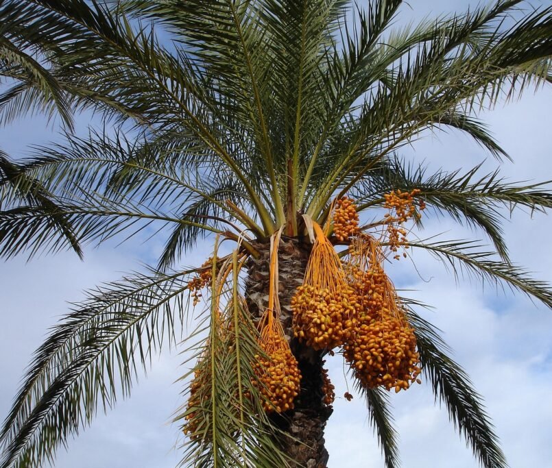 Date Palm Trees Supplier in Dubai, UAE