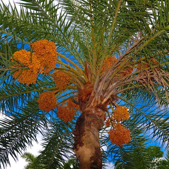 Date Palm Trees Supplier in Dubai, UAE