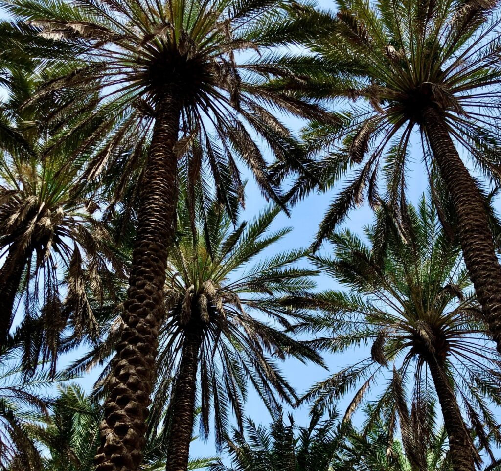 Premium palm trees for sale in Dubai UAE